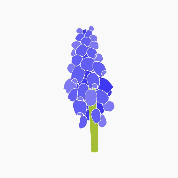 Плоский Ручной Рисунок Цветок Милый Весенний Цветок Мускари Абстрактная Современная — стоковый вектор