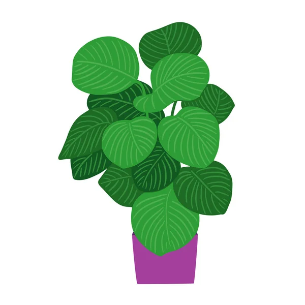 Хлорофитовое Домашнее Растение Натуральный Зеленый Декор Дома Плоская Векторная Иллюстрация — стоковый вектор