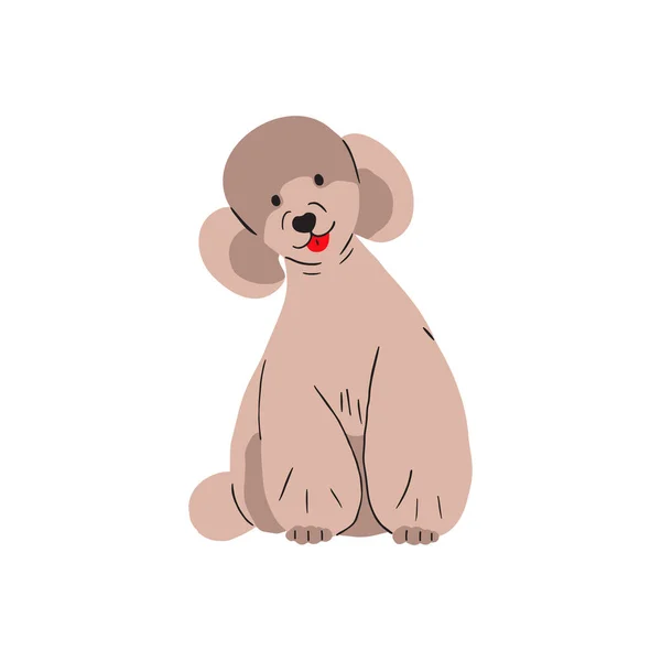 Cute Poodle Sitting Funny Adorable Puppy Lovely Canine Animal Happy — Vector de stock