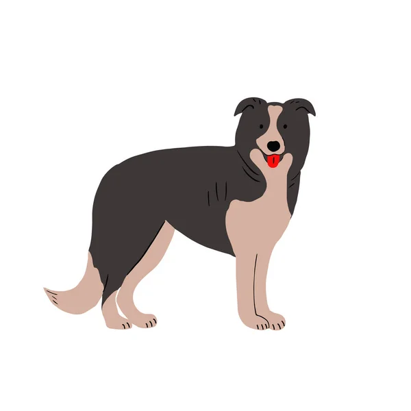 Cute Border Collie Breed Standing Tongue Out Shepherd Dog Lovely — Vetor de Stock