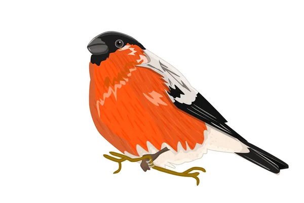 Bullfinch Geïsoleerd Witte Achtergrond Een Tekenfilmvink Mooie Rode Wintervogel Pyrrhula — Stockvector