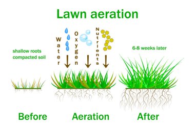 Lawn aeration. Lawn aeration stage illustration. Before and after aeration. Lawn grass care service, gardening and landscape design. Aeration used in the upkeep of lawns and turf. Lawn maintenance.  Enrichment with oxygen, water and nutrients to impr clipart