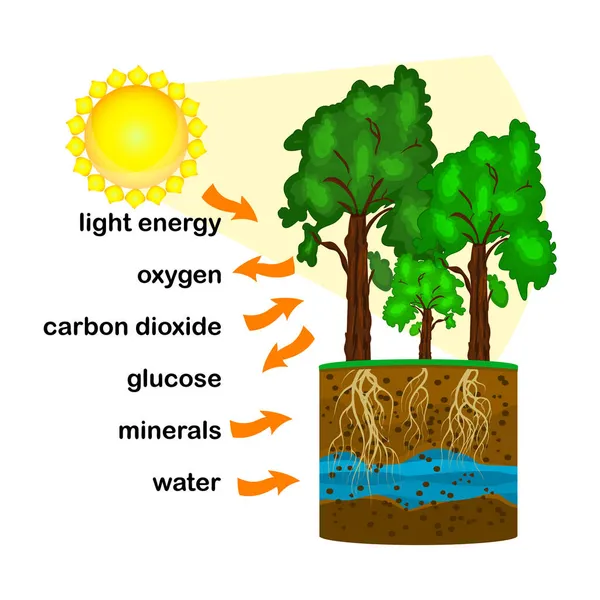 Photosynthesis Diagram Process Plant Produce Oxygen Photosynthesis Process Labelled Science — Stock Vector