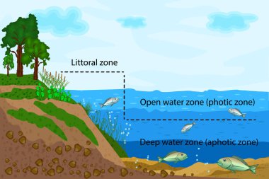 Göl ekosistemi. Göl suyu bilgisinde zonasyon. Havuz ya da nehir tatlı su bölgeleri eğitim metinleriyle diyagramdır. Göl ekosistemleri küçük, açık deniz ve derin su bölgelerine ayrılır. Stok vektör illüstrasyonu