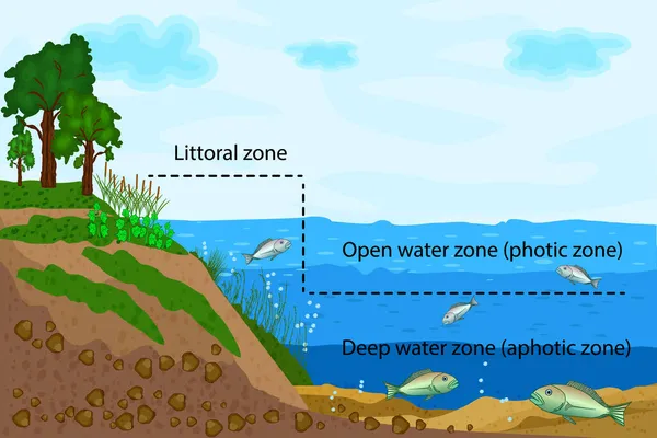 Ökosystem See Zonierung Der Seewasser Infografik Teich Oder Fluss Süßwasserzonen — Stockvektor