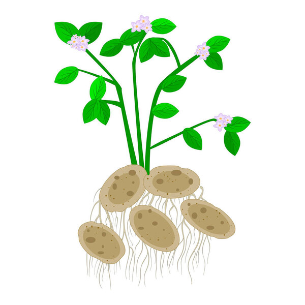 Potatoes isolated on white background. Potatoes plant with flowers, leaves, stem, roots and fruit tubers. Useful vegetable. Vegetarian food ingredient. Agriculture plant. Natural product. Gluten free food. Stock vector illustration