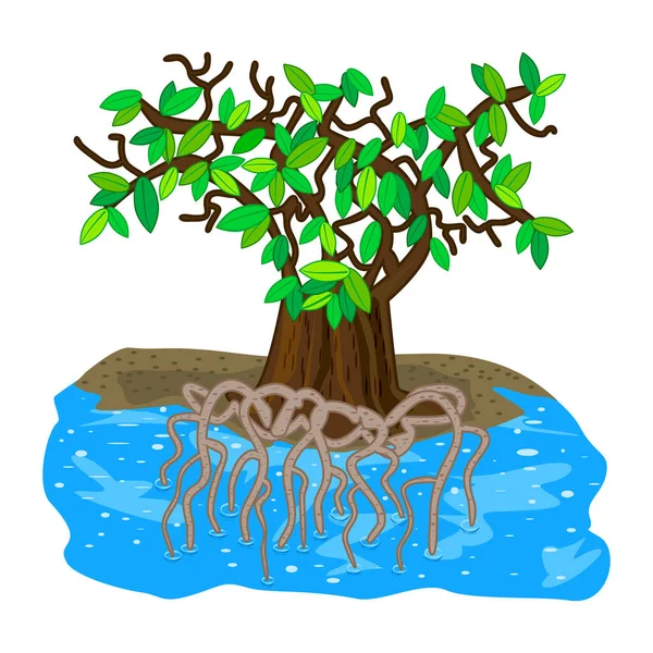 Mangrove Tree Isolated White Background Tropical Tree Beach Tangled Underwater — Stock Vector