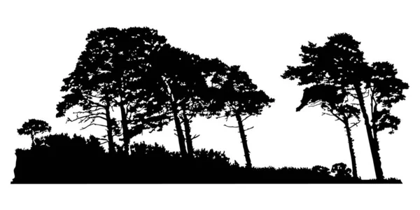 Silhouette Arbres Isolée Sur Fond Blanc Paysage Pins Cèdre Forêt — Image vectorielle