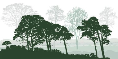 Beyaz arka planda izole edilmiş ağaç siluetleri. Çam ağaçları ve yaprak döken gerçekçi bir orman. Doğa koruma parkının manzarası. Olgun, ağaçlar arasında yayılan ağaçlar. Stok vektör illüstrasyonu