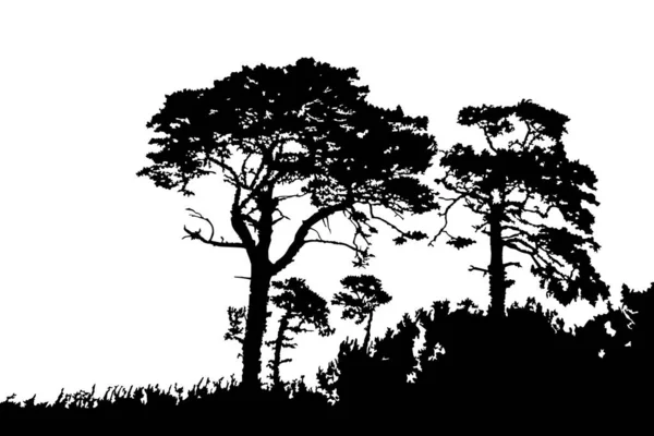 在白色背景上孤立的树的轮廓 松树或雪松景观 针叶林 在海沙丘上的小树林里 有一群现实的松树和草地的轮廓 种群矢量说明 — 图库矢量图片