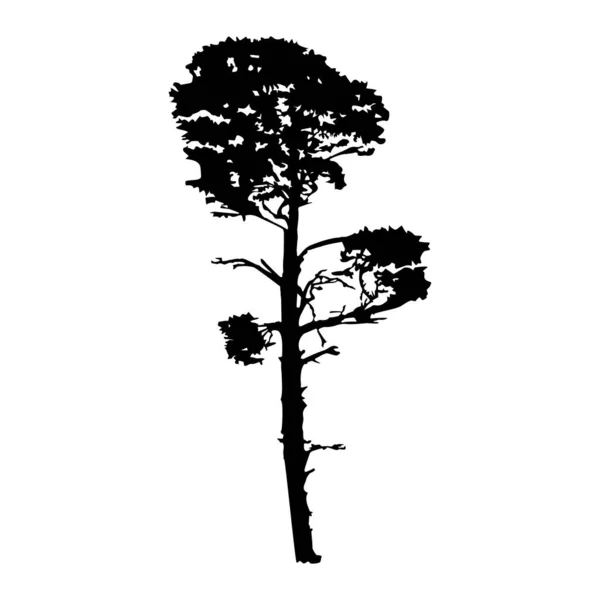 白を基調とした松のシルエット 針葉樹の黒い形の松の木 自然設計要素 自然や景観デザインの概要アイコン ストックベクトルイラスト — ストックベクタ