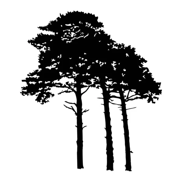 3つの背の高い松のシルエットは白い背景に隔離されています 針葉樹の松のグループ 常緑樹林 自然設計要素 自然や景観デザインの概要アイコン ストックベクトルイラスト — ストックベクタ