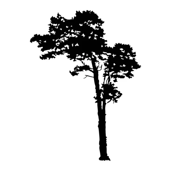 白を基調とした松のシルエット 針葉樹の黒い形の松の木 自然設計要素 自然や景観デザインの概要アイコン ストックベクトルイラスト — ストックベクタ