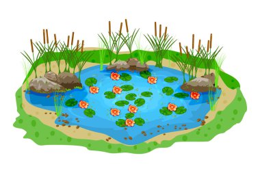 Su zambaklı küçük mavi gölet, ıssız beyaz arka planda bulrush bitkileri ve taşlar. Peyzaj tasarımı için oval su deposu. Bataklık kamışı, çimen, zambak çiçeği ve gölde kaya. Açık hava doğal göleti. Stok vektör illüstrasyonu