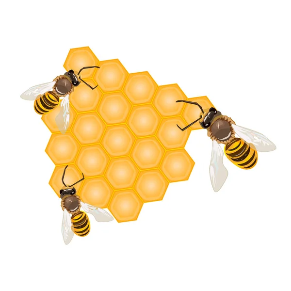 Bijen Honingraat Geïsoleerd Witte Achtergrond Werkbijen Die Honing Propolis Maken — Stockvector