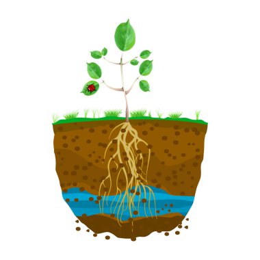 Sprout with root system in soil isolated on white background. Young green plant with strong roots. Dirt layers, water and root. Cross section ground slice. Underground layers of earth and groundwater. Stock vector illustration