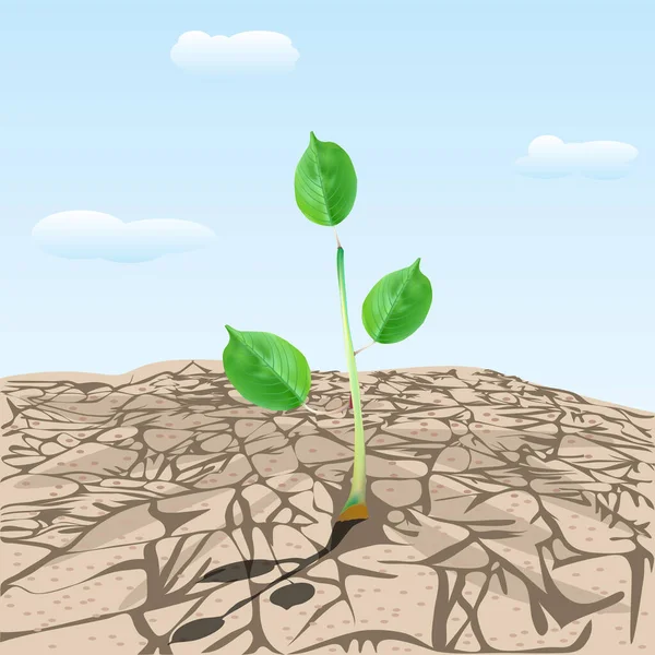 Dry Cracked Land Plant Sprout Young Tree Growing Arid Ground — Archivo Imágenes Vectoriales