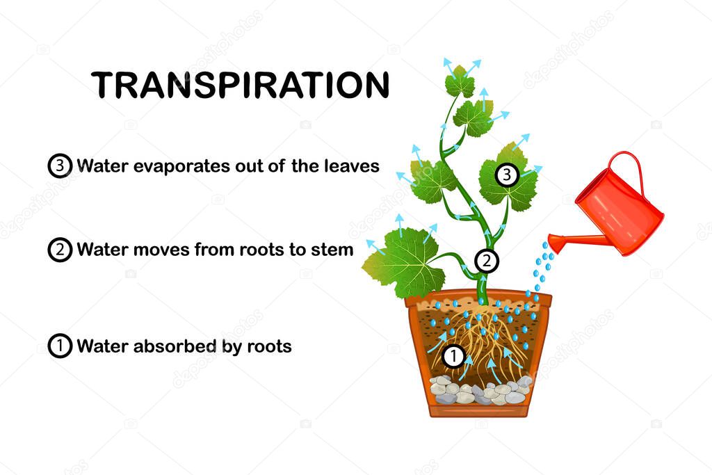 Transpiration stages in plants. Diagram showing transpiration in plant. Water upward motion explanation with educational scheme. Process of water movement through a plant and evaporation from leaves.Stock vector illustration