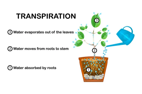 植物的蒸腾作用阶段 显示植物蒸腾作用的图表 用教育方案解释水的向上运动 水在植物中流动和从叶子中蒸发的过程 — 图库矢量图片