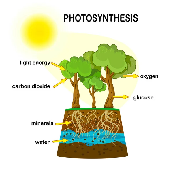 광합성 식물의 과정은 산소를 광합성 요약되어 있습니다 식물학 포스터 광합성 — 스톡 벡터