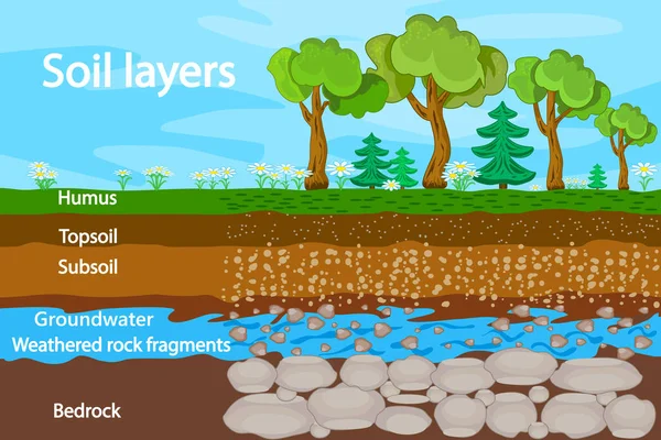 Toprak Katmanları Toprak Katmanı Için Diyagram Toprak Tabakası Çimen Toprak — Stok Vektör