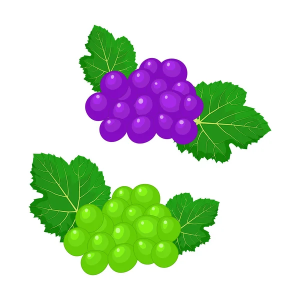 白を基調とした緑のブドウと赤のブドウの枝 紫と白のワインブドウやテーブルブドウの束 新鮮な熟したジューシーなフルーツアイコン 葉とブドウのベリー ストックベクトルイラスト — ストックベクタ