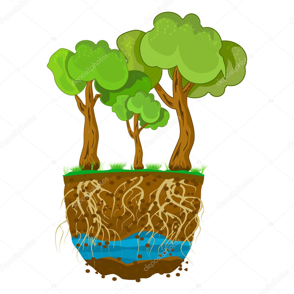 Trees with root system in soil isolated on white background. Tree growing in the soil. Plant with strong roots. Dirt layers, water and root. Cross section ground slice. Underground layers of earth and groundwater. Stock vector illustration