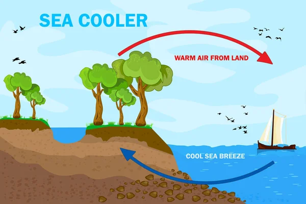 Diseño Póster Científico Para Brisa Marina Terrestre Esquema Viento Costero — Vector de stock