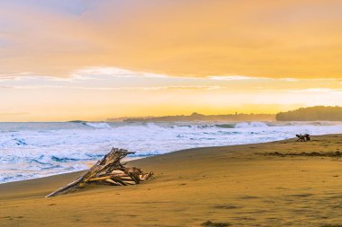 Playa Cocles 'da gün doğumu, güzel tropikal Karayip plajı, Puerto Viejo, Kosta Rika doğu kıyısı ve büyük ağaç kökü.