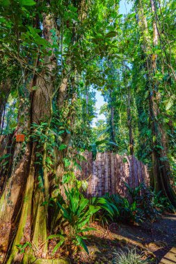 Ormandaki Cariblue Sahili ve Orman Oteli manzarası. Bereketli yeşil manzara, palmiye ağaçları. Playa Cocles, güzel tropikal Karayip plajı, Puerto Viejo, Kosta Rika doğu kıyısı