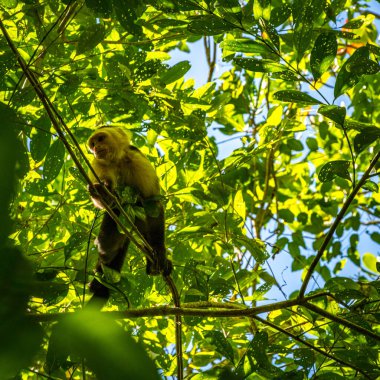 Cahuita Ulusal Parkı, Capuchin Beyaz Suratlı Maymun, Cahuita, Kosta Rika Doğu Kıyısı