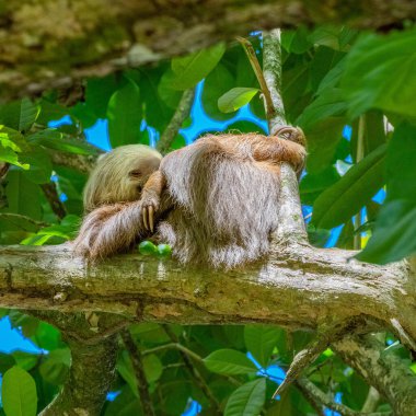 Cahuita Ulusal Parkı, bir miskin hayvan, Cahuita, Limon bölgesi, Kosta Rika doğu kıyısı