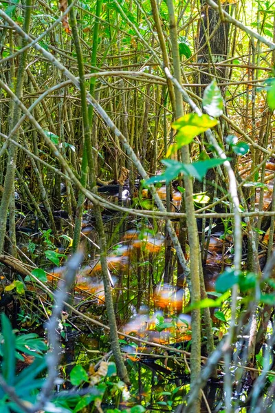 Parc national de Cahuita, jungle, belle plage tropicale des Caraïbes, Cahuita, province du Limon, côte est du Costa Rica — Photo