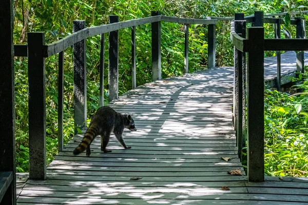 Cahuita National Park, Racoon on the path, Cahuita, Limon province, Costa Rica East coast — 图库照片