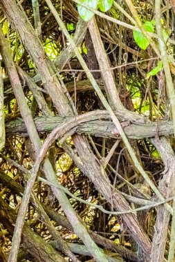 Cahuita Ulusal Parkı, orman, güzel tropikal Karayip plajı, Cahuita, Limon bölgesi, Kosta Rika doğu kıyısı