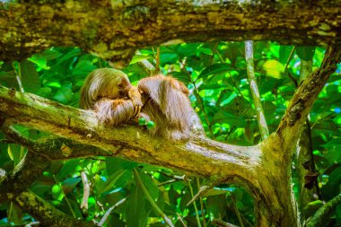 Cahuita Ulusal Parkı, bir miskin hayvan, Cahuita, Limon bölgesi, Kosta Rika doğu kıyısı
