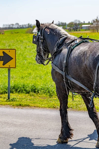 Amish Ország Mezőgazdaságban Lancaster Pennsylvania Észak Amerika — Stock Fotó