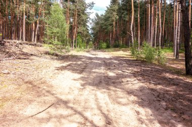 Yaz mevsiminde ormanda kumlu bir yol. Kırsal alan