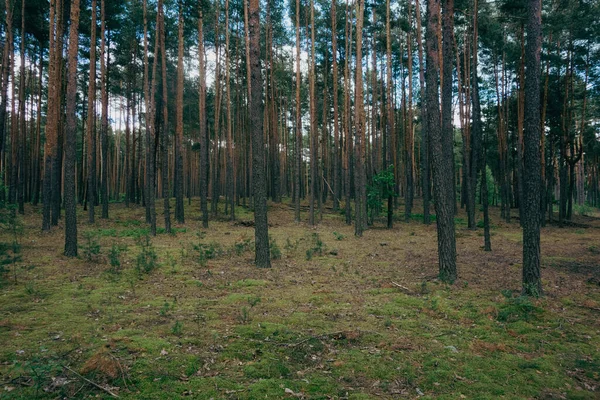 Bella Foresta Estiva Con Pini Sfondo Esterno — Foto Stock