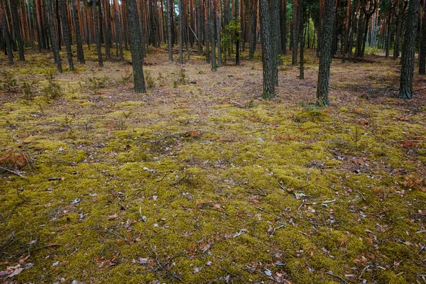Gleba Lesie Sosnowym Okresie Letnim Krajobraz Przyrody — Zdjęcie stockowe