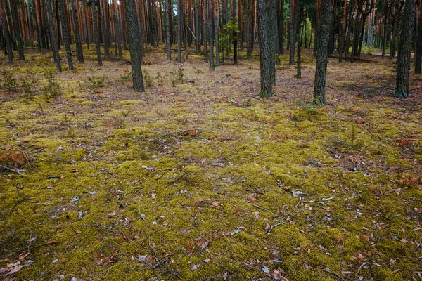 Грунт Сосновому Лісі Літній Час Природний Ландшафт — стокове фото