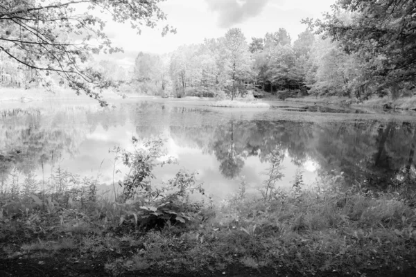 Маленькое Озеро Деревья Черно Белом Цвете Природный Монохромный Пейзаж — стоковое фото