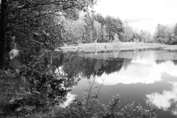 Pequeño Lago Árboles Blanco Negro Paisaje Natural Monocromo —  Fotos de Stock