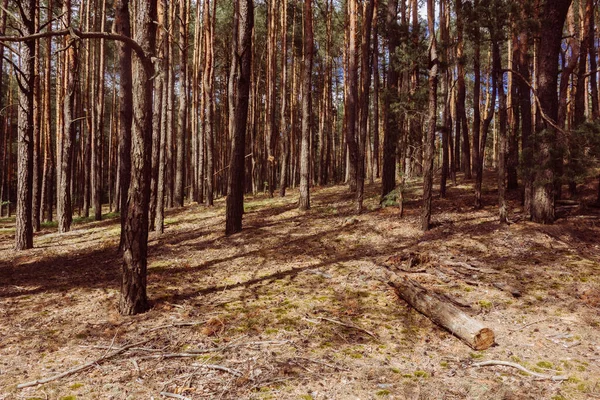 Hermoso Bosque Verano Con Pinos Fondo Exterior —  Fotos de Stock