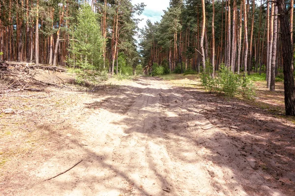 Yaz mevsiminde ormanda kumlu bir yol. Kırsal alan