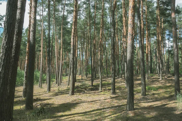 Çam ağaçları olan güzel bir yaz ormanı. Açık arkaplan