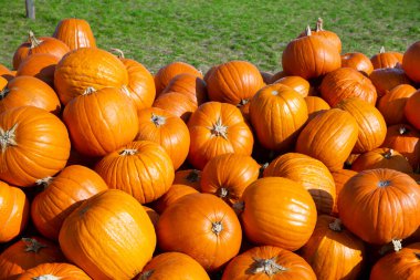 Yerel tarım pazarında balkabağı yığını, cadılar bayramı yaklaşıyor. Balkabağı mevsimi. 
