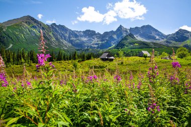 Beautiful summer flowers in the valley. High mountains on the background. Sunny summer day. 