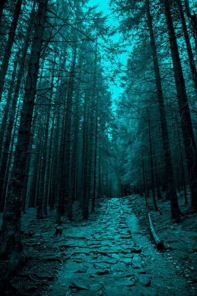 Cold forest, turquoise colors. Misty Halloween background. Path in the woods.
