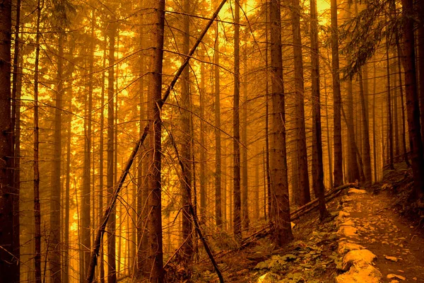 Misty Forest Orange Colors Misty Halloween Background Path Woods — Stockfoto